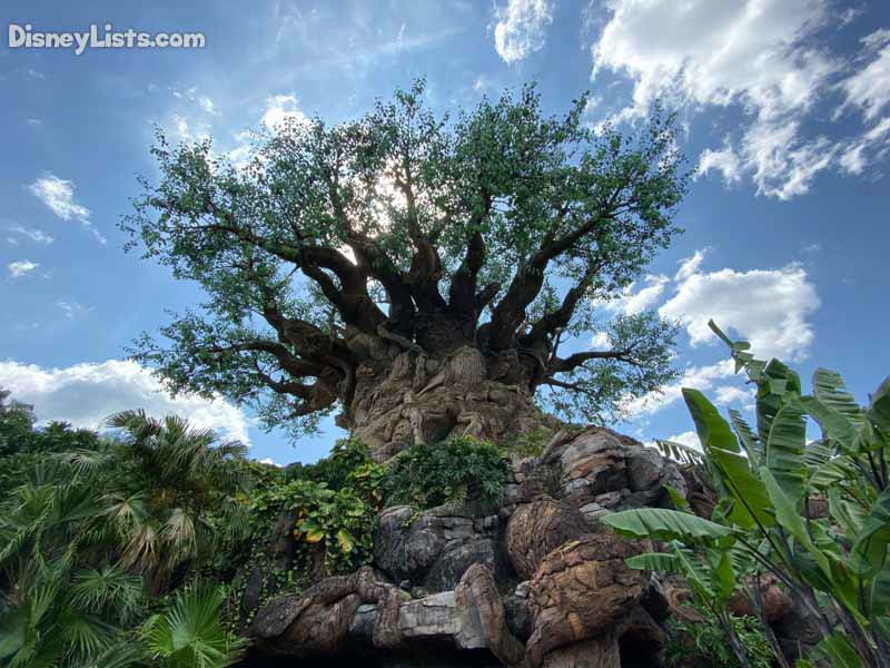 What You Need to Know: 7 Points to Understanding Disney's Animal Kingdom – What You Need to Know: 7 Points to Understanding Disney's Animal Kingdom –