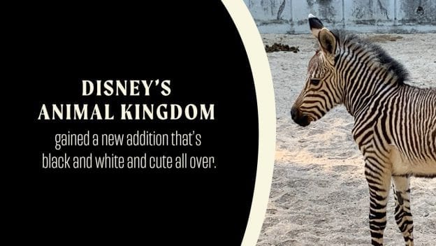 NEWS: Disney's Animal Kingdom Welcomes Zebra Foal – 