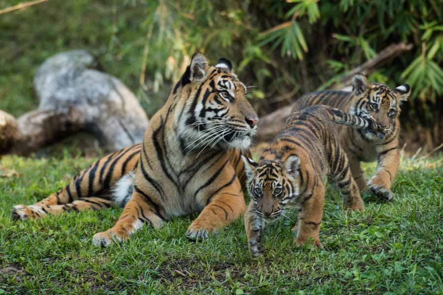 SPECIAL: Baby Animals at Disney's Animal Kingdom – SPECIAL: Baby Animals at Disney's Animal Kingdom –