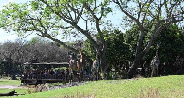 6 Reasons You Don’t Want to Miss the Magic of Disney’s Animal Kingdom