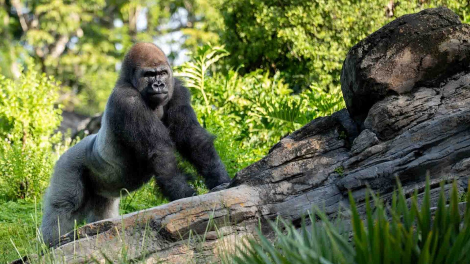 NEWS: New Silverback Gorilla Introduced to Animal Kingdom Family Group