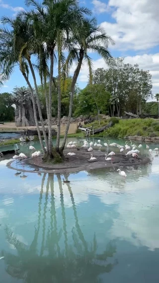 This is one of my favorite Hidden Mickeys in all of Walt Disney World! Which one is your favorite? #hiddenmickey
.
.
.
#disneylists #kilimanjarosafari #waltdisneyworld